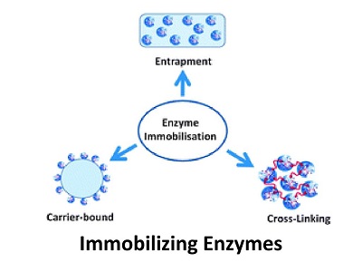 Cosa sono i portatori di enzimi immobilizzati e le loro applicazioni in biotecnologia?